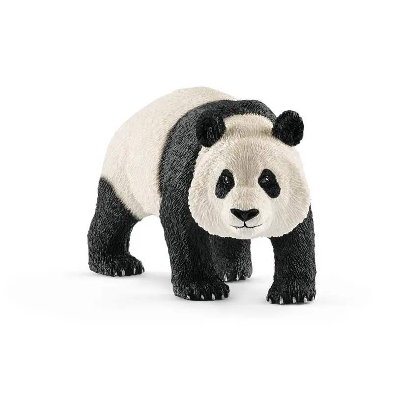 Giant Panda, Male 1