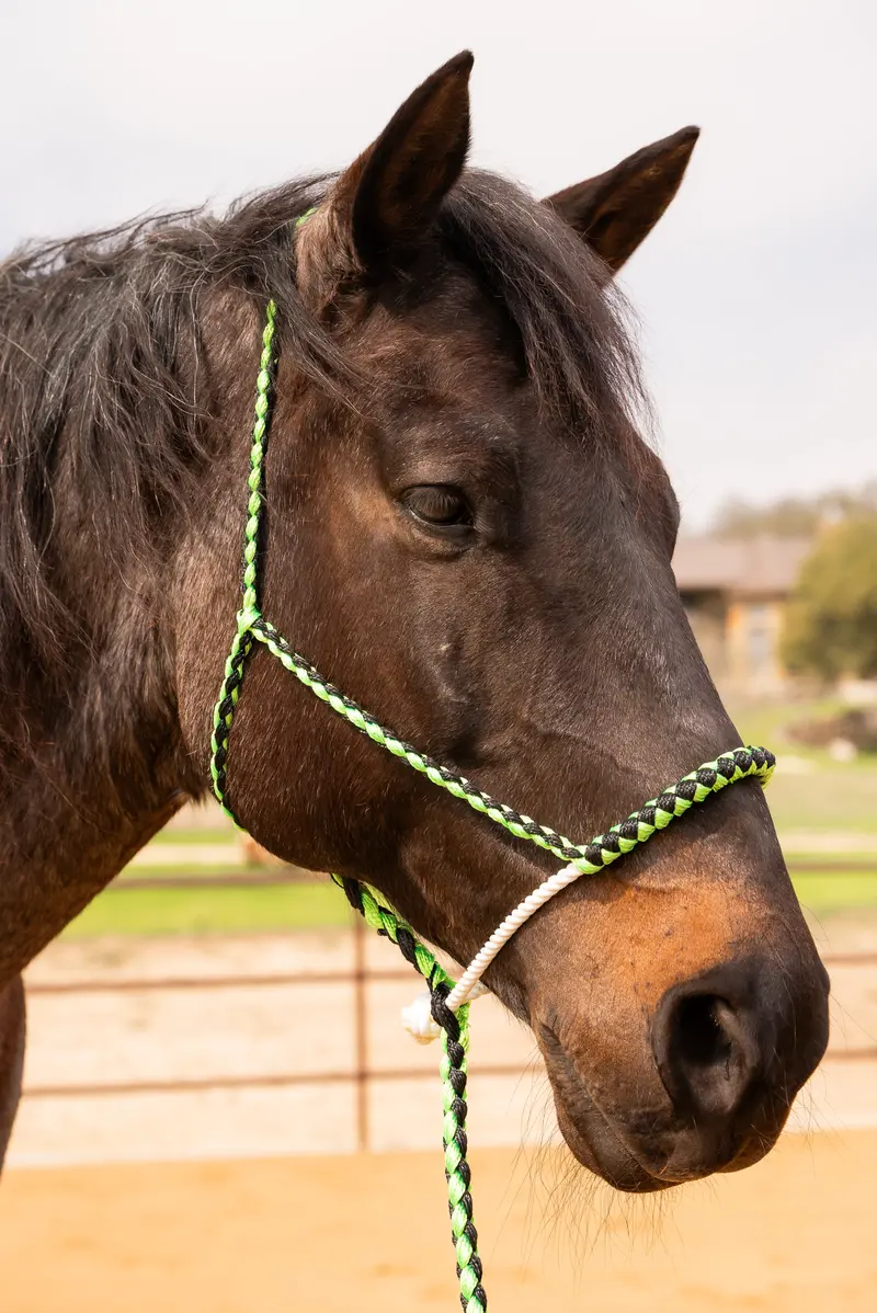 Green And Black Lariat Noseband Mule Tape Halter Nw 1