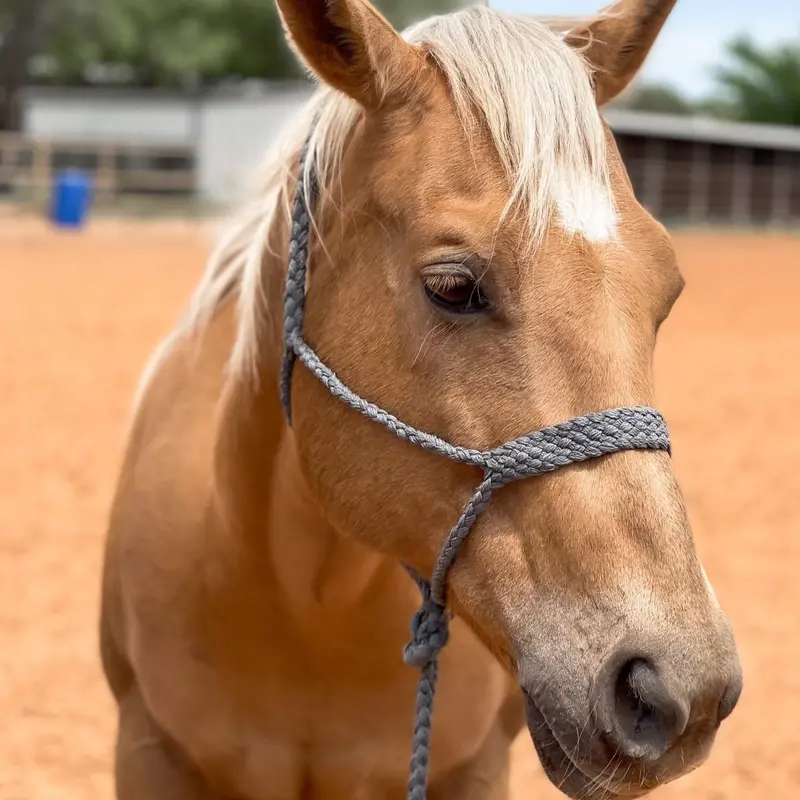 Grey Mule Tape Halter 1