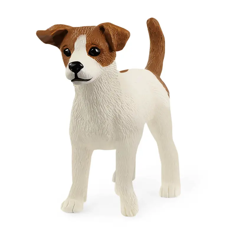 Jack Russell Terrier 1