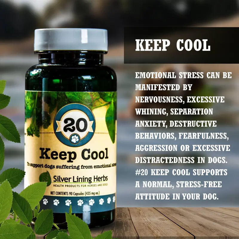 Keep Cool For Canines 2