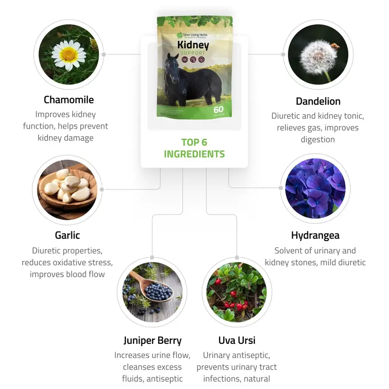 Kidney Support For Horses 2