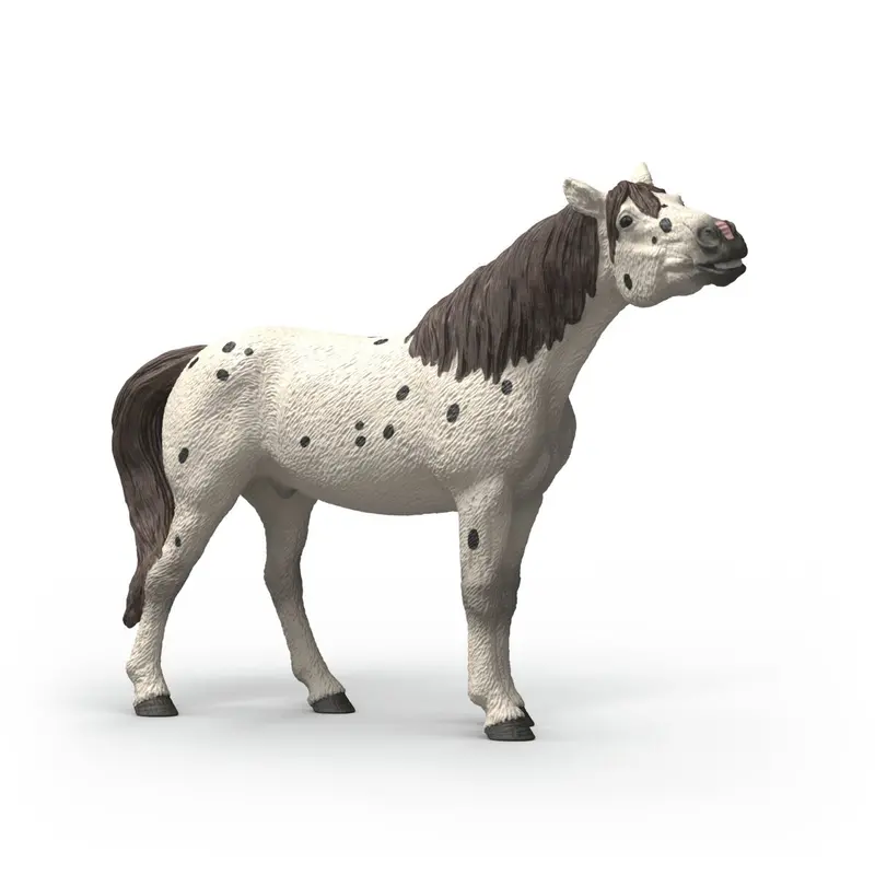 Knabstrupper Gelding 1