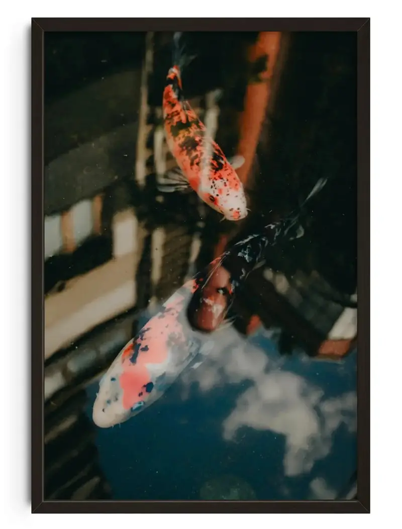 Koi Reflections 1