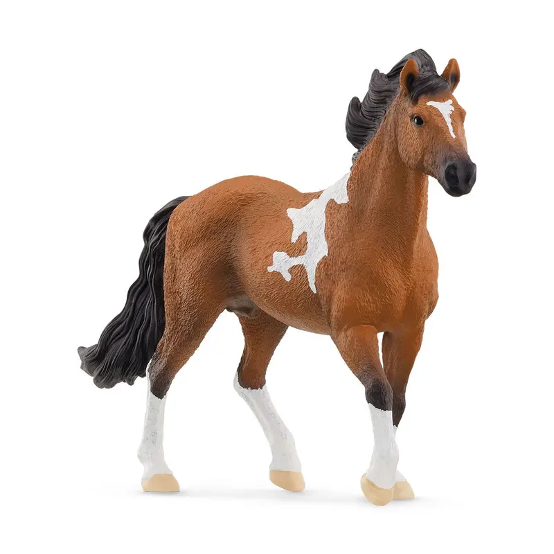 Mangalarga Marchador Stallion 1