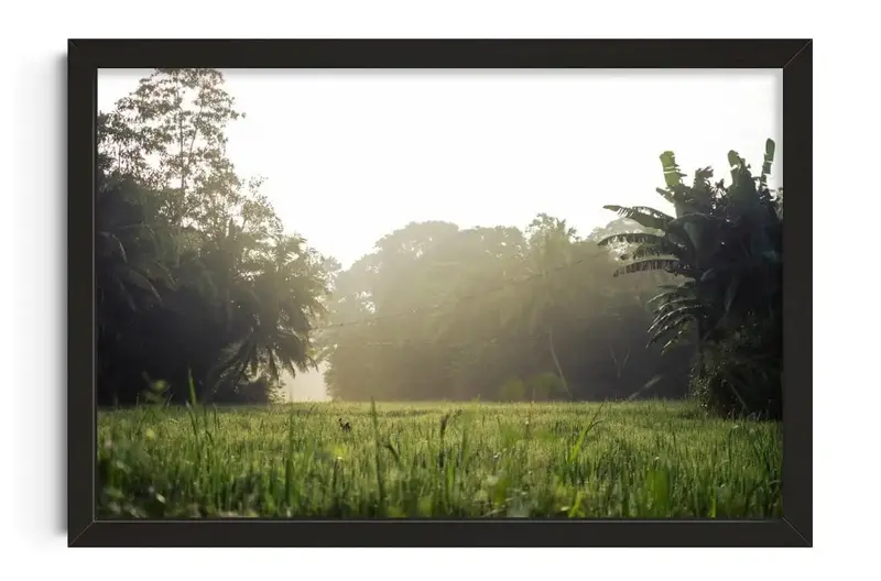 Morning In Countryside 1