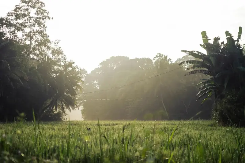 Morning In Countryside 2