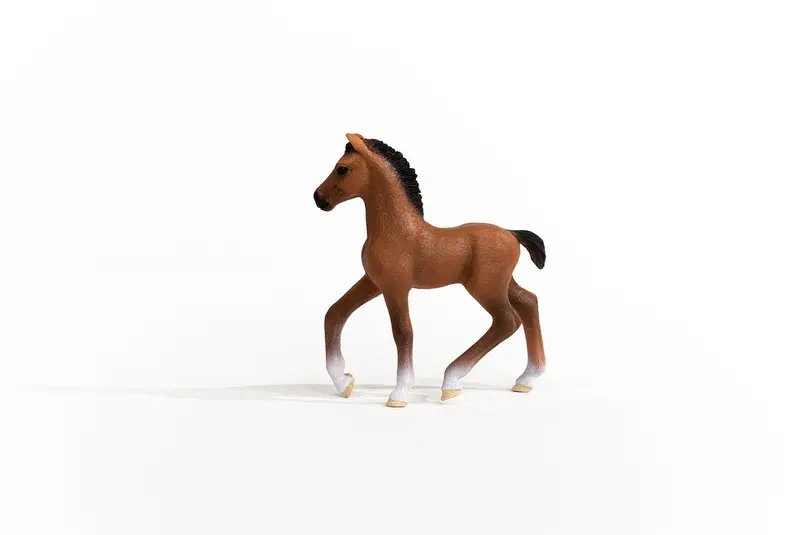 Oldenburger Foal 2