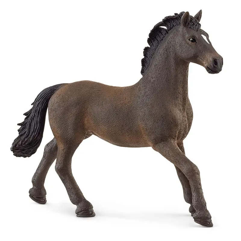 Oldenburger Stallion 1