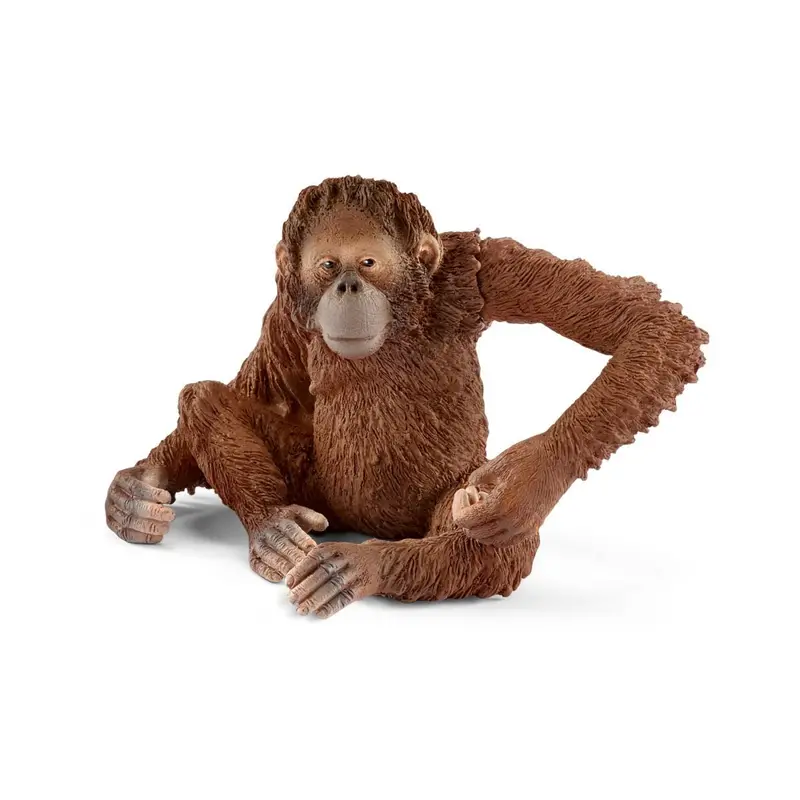 Orangutan, Female 1
