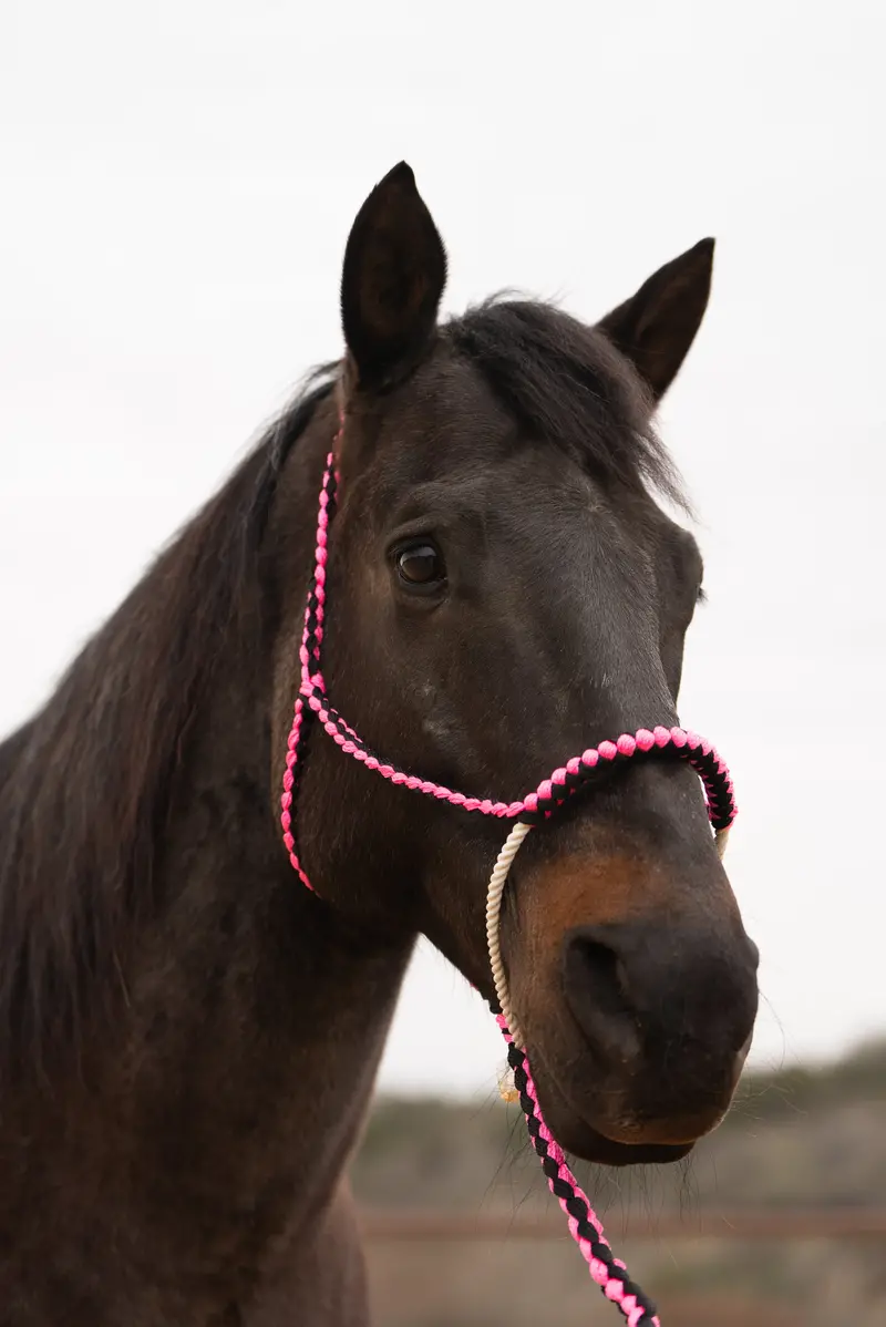 Pink And Black Lariat Noseband Mule Tape Halter 1