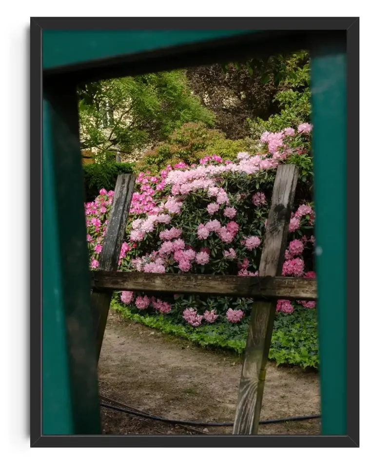 Pink Rhododendrons 1
