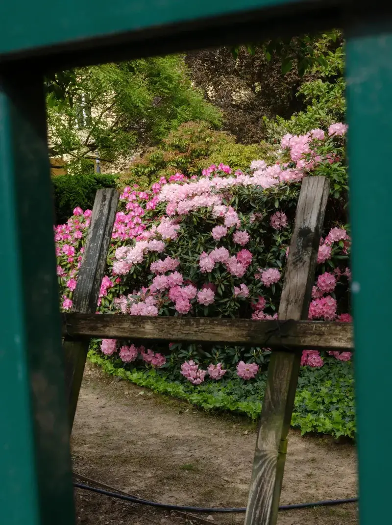 Pink Rhododendrons 2