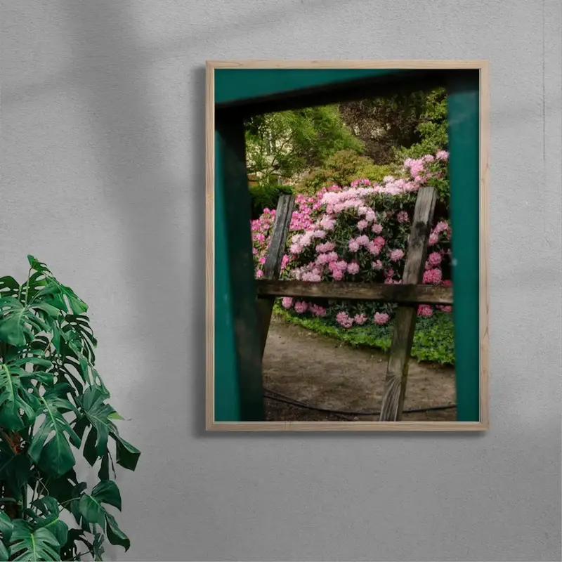 Pink Rhododendrons 6