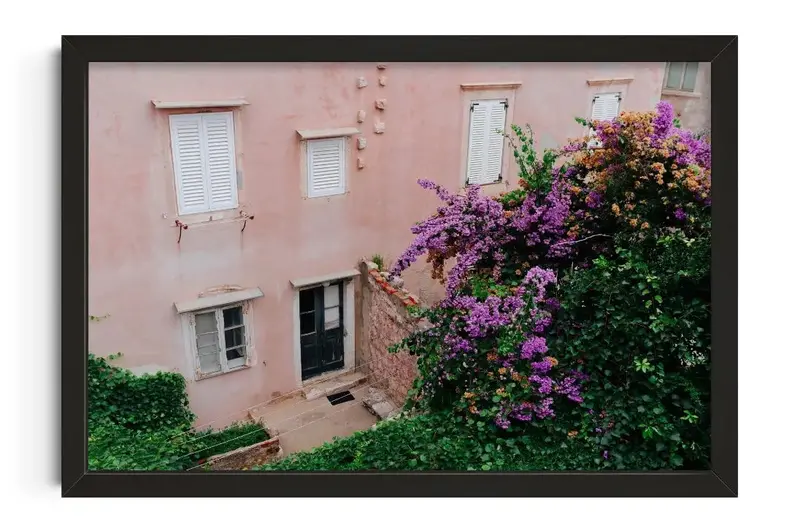 Pink Wall Bougainvillea 1