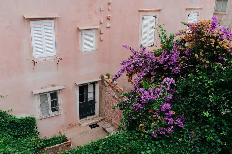 Pink Wall Bougainvillea 2