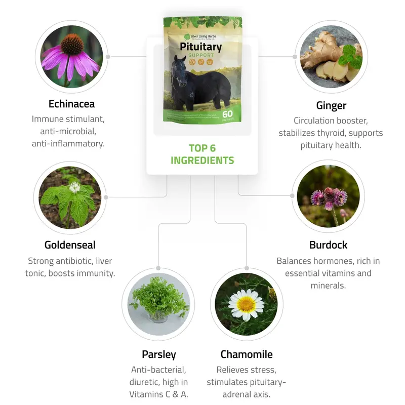 Pituitary Support For Horses 2