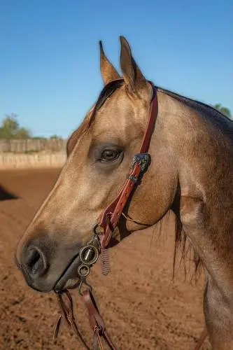 Professional Choice 3/4” Ranch Headstall With Buckle 1