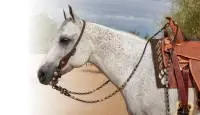 Professional Choice Romel Reins 1