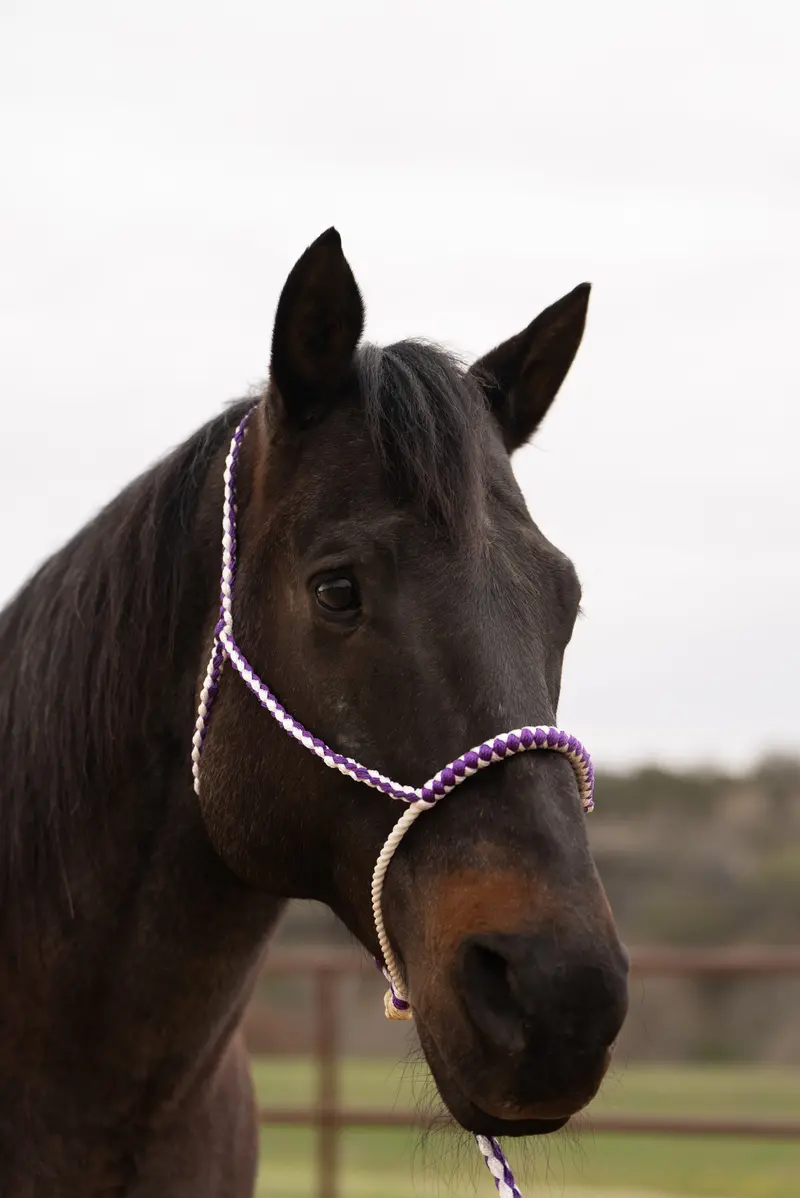 Purple And White Lariat Noseband Mule Tape Halter 1