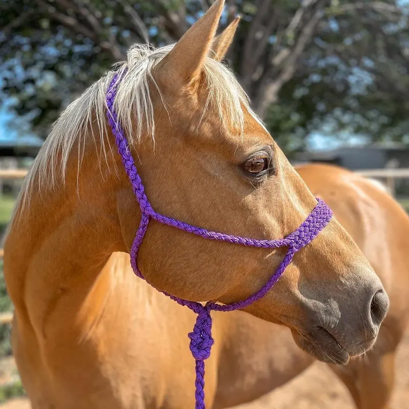 Purple Mule Tape Halter 1