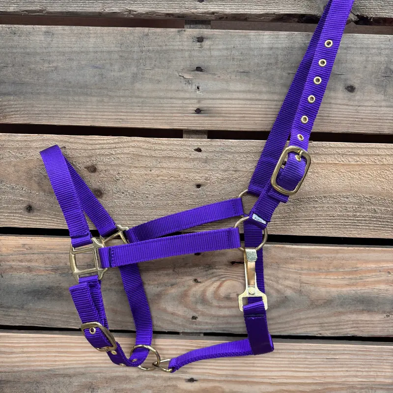 Purple Nylon Horse Halter Nhpur 2
