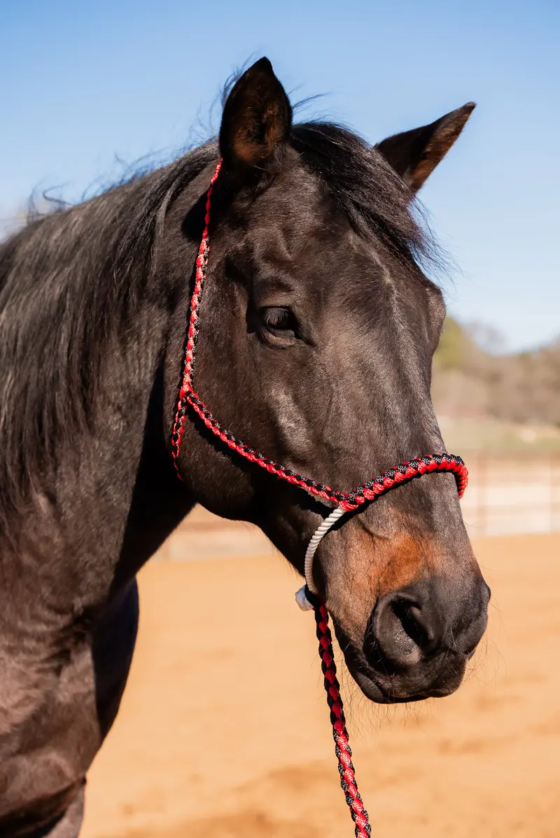 Red And Black Lariat Noseband Mule Tape Halter 1