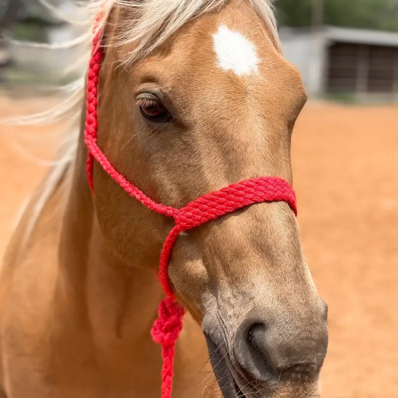 Red Mule Tape Halter 1