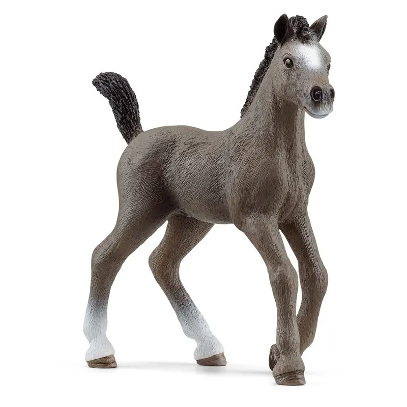 Selle Français Foal 1