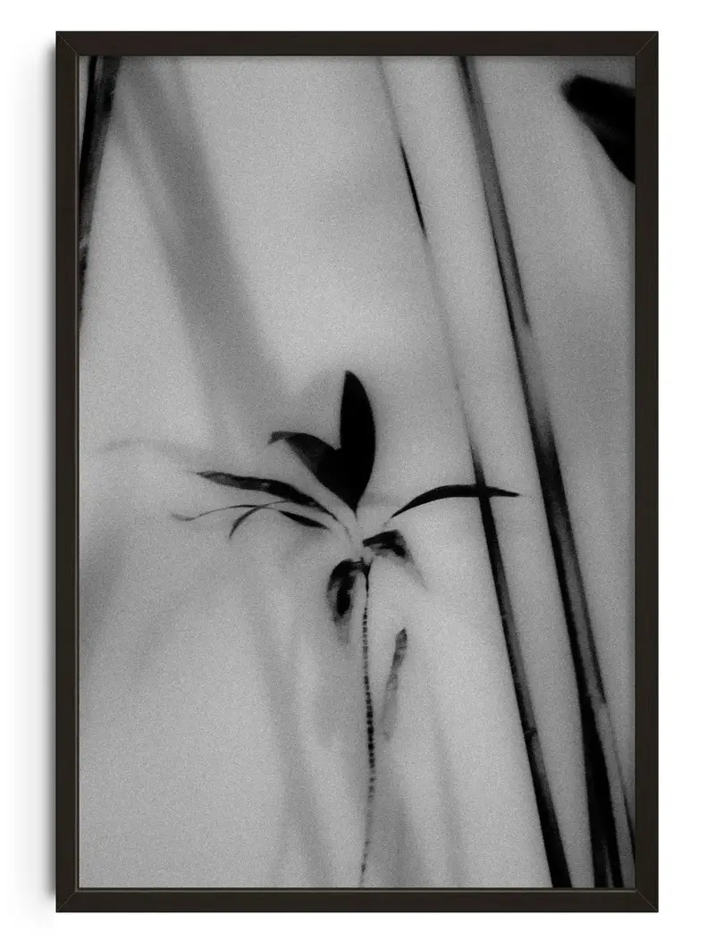 Silhouetted Plant 1
