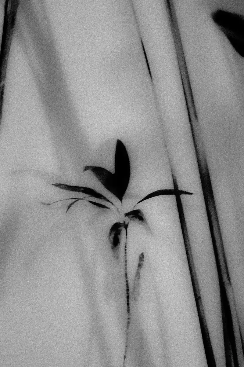 Silhouetted Plant 2