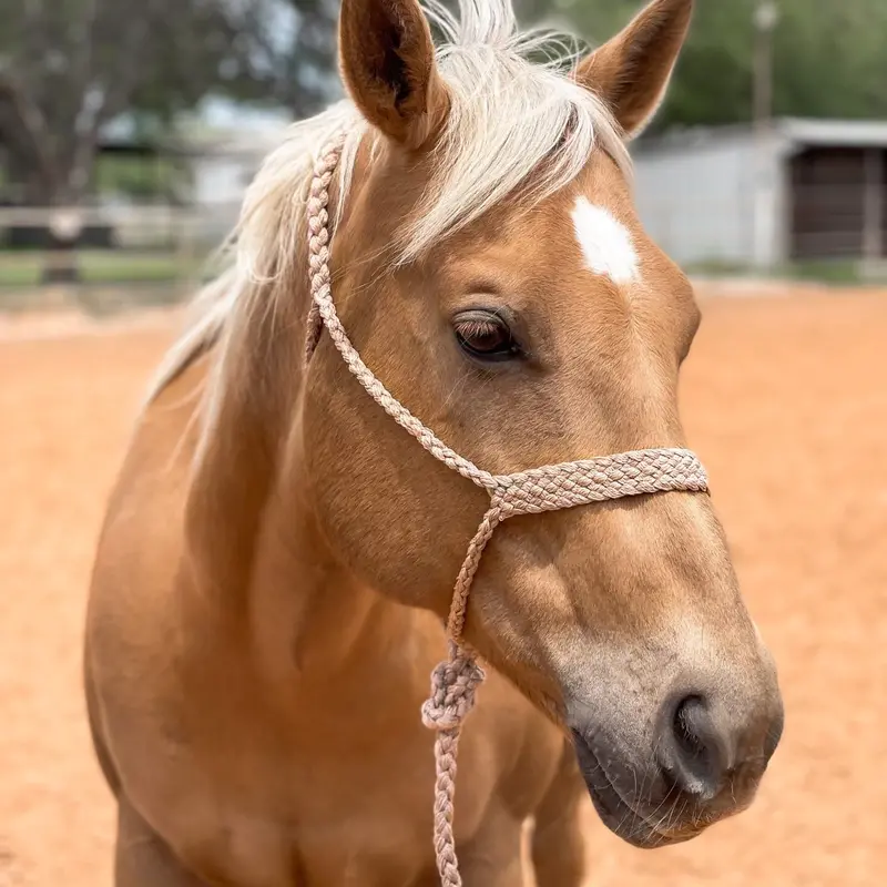 Tan Mule Tape Halter 1