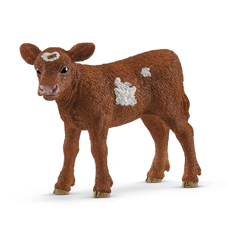Texas Longhorn Calf 1