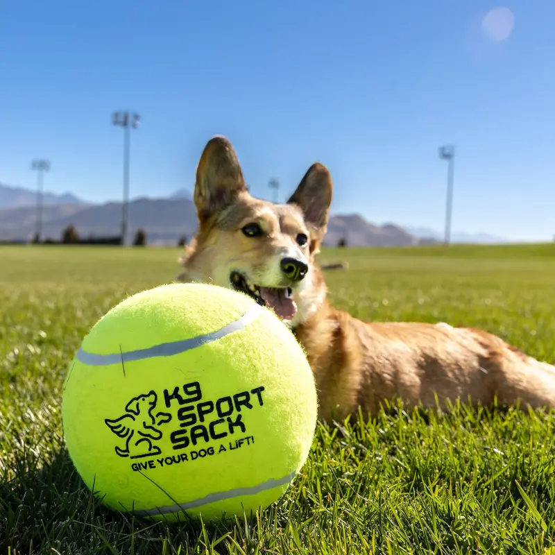 Too Big To Chew Tennis Ball 1