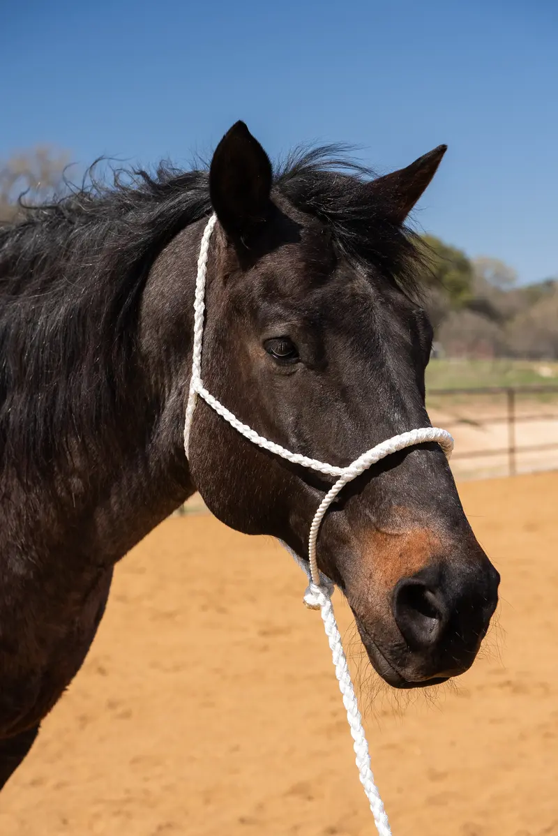 White Lariat Noseband Mule Tape Halter 1