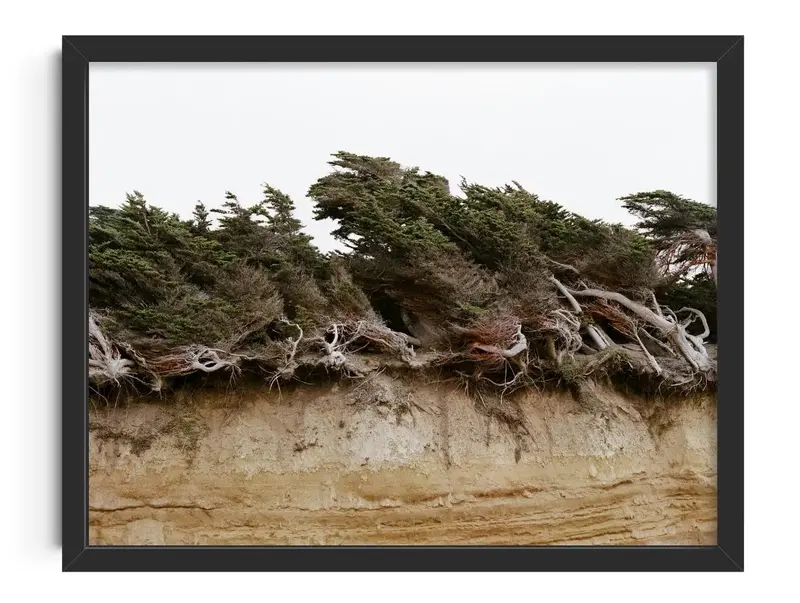 Windblown Trees 1