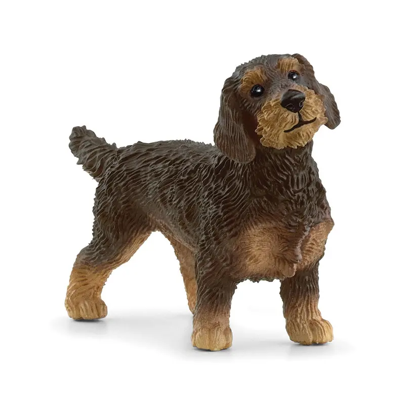 Wire-Haired Dachshund 1