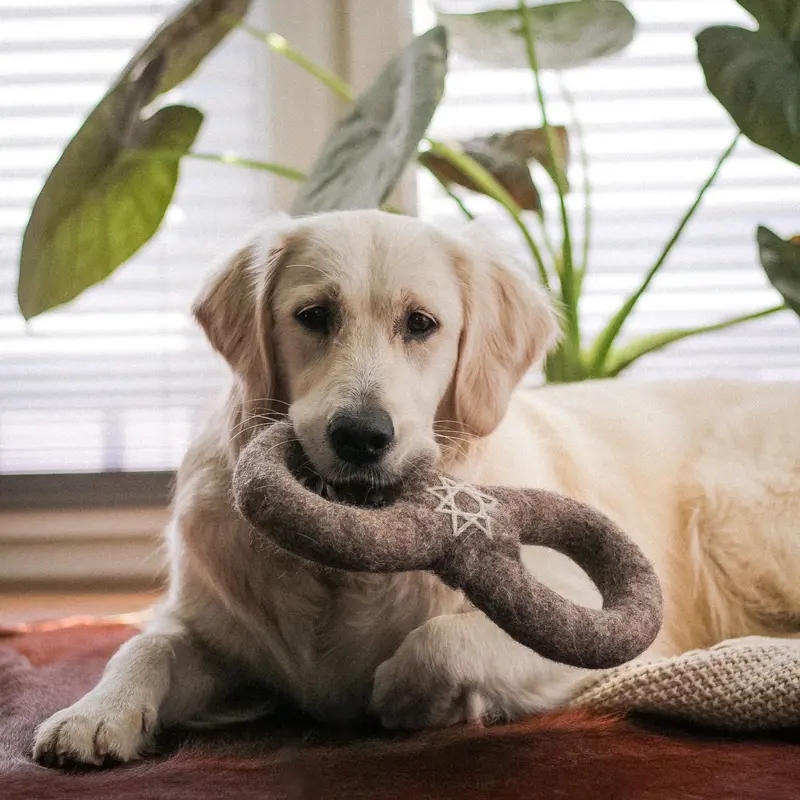 Wooliie 100% Wool Dog Toys 1