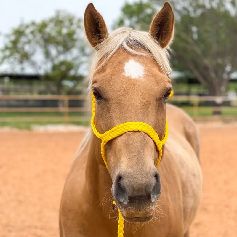 Yellow Mule Tape Halter 1