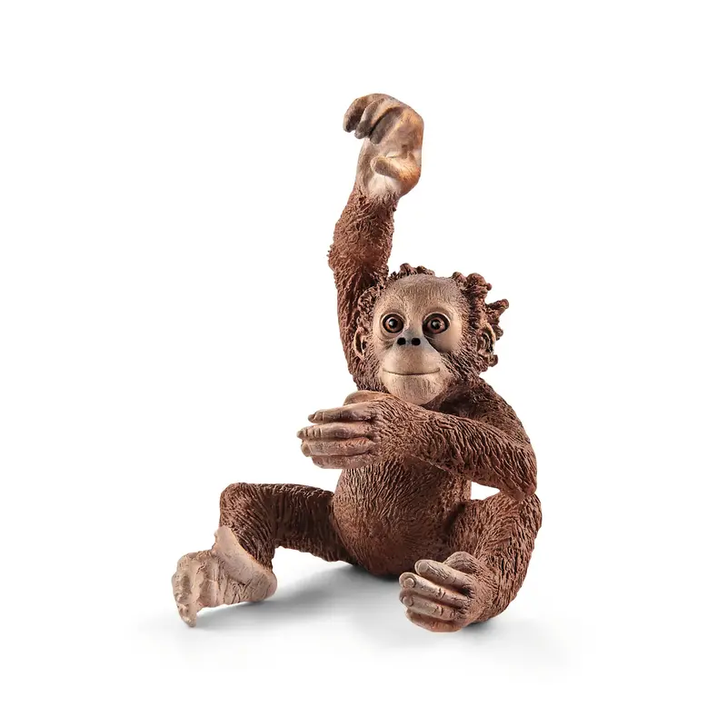 Young Orangutan 1